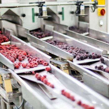 frozen raspberry processing business